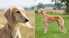 Hastighetens mästare: De 7 snabbaste hundraserna