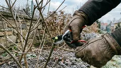 Vinterbeskärning utan misstag: 9 tips för fruktträd, rosor och buskar