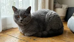 Hur du inte ska uppfostra en katt: 10 misstag som förstör ditt husdjurs beteende