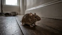 6 naturliga sätt att hålla möss borta från ditt hem hela vintern, enligt skadedjursexperter