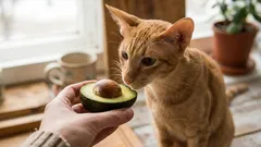 8 dofter som tamkatter särskilt älskar