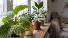 Varför torkar växtblad ut på vintern även om du vattnar dem?