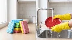 Vad betyder färgerna på disksvampar? Det är viktigt, men få känner till det