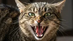 6 kattraser som inte passar nybörjare: De är svåra att hantera