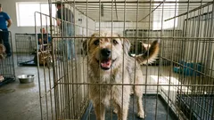 4 missuppfattningar om hundar från djurhem: Varför du inte ska vara rädd för att adoptera från ett djurhem