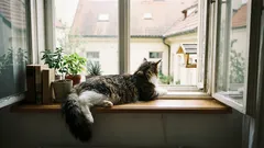 Katten sitter vid fönstret i timmar: 5 orsaker – och ingen är tristess