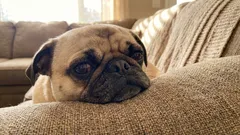 5 hundraser du aldrig bör skaffa