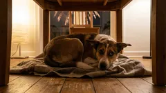 Panikslagen hund på grund av fyrverkerier och smällare? En komplett guide för hundägare