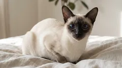 Att skaffa en siames: Fördelar, utmaningar och tips för ett lugnare liv