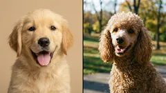 Minimalt krångel, maximal glädje: 5 hundraser för förstagångsägare