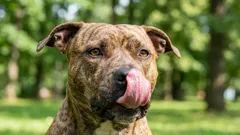 10 hundraser med en gyllene personlighet – som definitivt är värda att skaffa