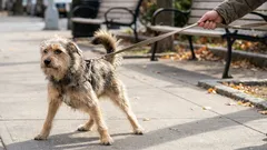 10 saker din hund aldrig kommer att förlåta dig för