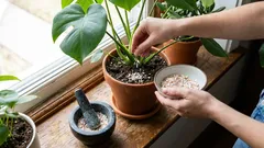 Släng inte bort det! Köksavfall som sparar pengar och hjälper ditt hem och din trädgård