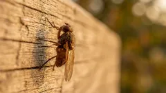 Så blir du av med flugor i köket: 5 kemikaliefria metoder