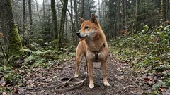 Varför verkar dessa hundar envisa? 7 raser som behöver särskild uppmärksamhet