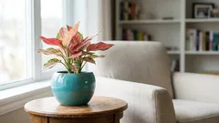 Pråliga men krävande krukväxter: Dessa 13 skönheter kräver mer än du tror